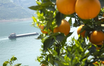 In pics: navel orange trees in Zigui County, central China's Hubei