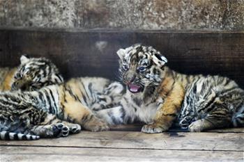 Over 20 cubs born in 2019 at Siberian tiger breeding center in China's Heilongjiang