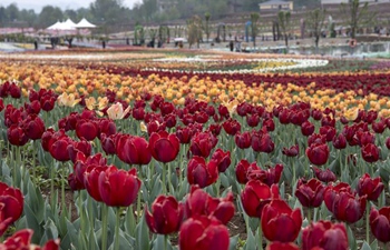 In pics: tulips in various colors at scenic area in Shaanxi