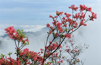 In pics: azalea flowers on Gaomu Mountain in E China's Zhejiang
