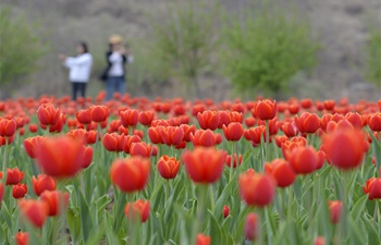 Scenery of tulips in Shahe, N China's Hebei