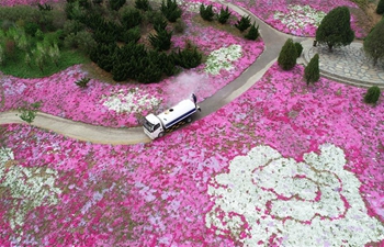 Shibazakura blossoms attract visitors in Dalian, NE China