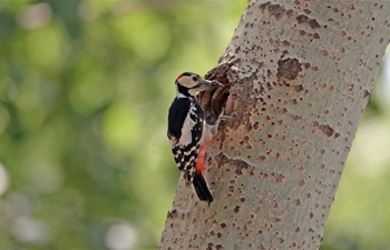 In pics: great spotted woodpecker in NE China's Liaoning