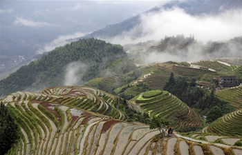 Scenery of terraced rice field of Longji in Longsheng, S China's Guangxi