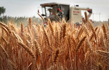 Wheat harvested in central China's Henan