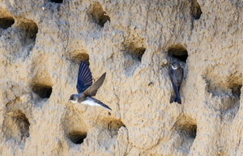 In pics: bank swallows rest in nests