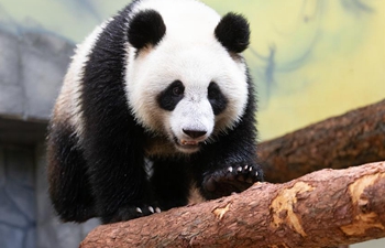 Feature: Lovely pandas add more liveliness into China-Russia friendship