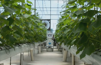 AI-powered, 5G-enabled robot put into use in E China's greenhouse