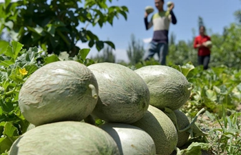 Farmers harvest honeydew melons in Bachu County of NW China's Xinjiang