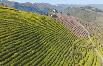 Local farmers make full use of land to develope agriculture in Guizhou