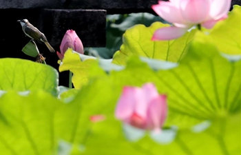 Lotus flower festival kicks off in Suzhou