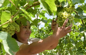 Farmers harvest grapes in Xinjiang