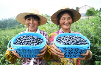 Cizhu town in SW China develops alpine blueberry industry to improve people's income