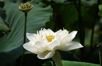 Lotus flowers bloom on Daming Lake in east China's Shandong