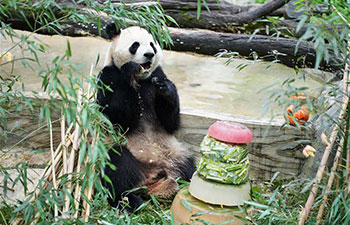 Giant panda Mao Zhu celebrates 5-year birthday