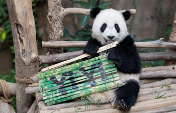 2nd giant panda cub named Yi Yi, marking close China-Malaysia friendship