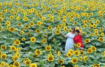 Sunflowers draw visitors to planting base in Shahe, N China
