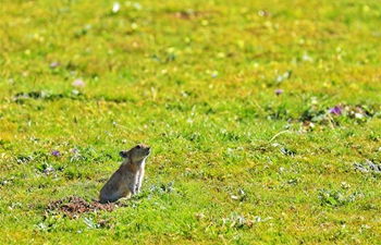 Wild animals observed during nature-observing event at Jiatang Grassland, China's Qinghai