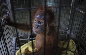 Five-month baby male Orangutan seen in West Aceh, Indonesia