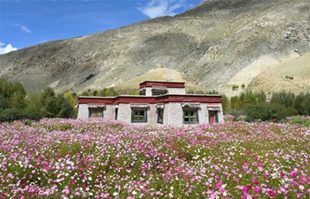 Scenery of blooming cosmos flowers in Nyemo County of Lhasa, China's Tibet