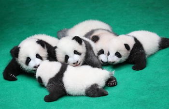 Seven giant panda cubs meet public in China's Sichuan