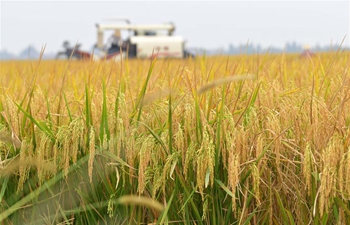 Rice harvested in Nanchang, E China's Jiangxi