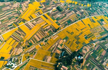Aerial view of rice fields in China's Hebei