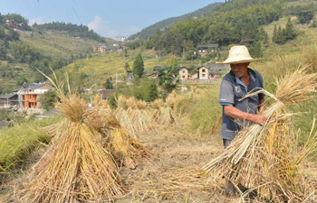 Villagers harvest rice on terraced fields in China's Hunan