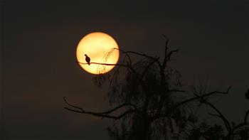Bird rests on tree branch at sunrise in Bhaktapur, Nepal