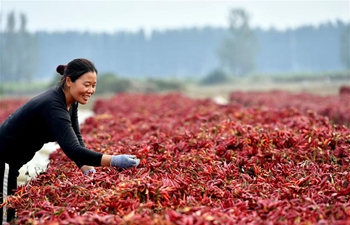 Naodian Township develops cultivation of chili pepper to raise income