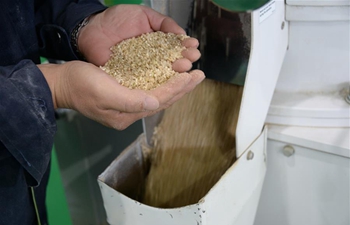 China's Heilongjiang enters rice purchasing, processing season