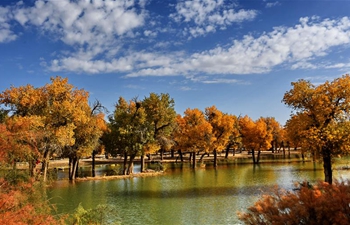 In pics: populus euphratica forest in Ejin Banner, N China