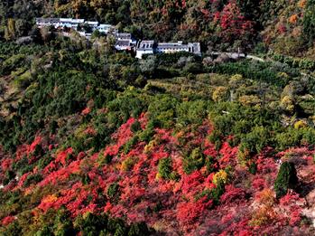 Scenery of red leaves on mountain in China's Henan