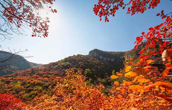 Taihang mountains attract visitors as leaves change colors