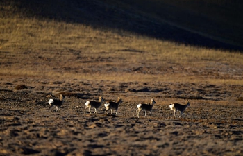 In pics: wildlife on prairie in NW China's Qinghai