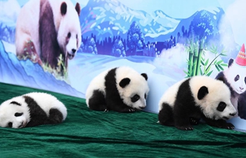 Panda cubs meet public in Xi'an, NW China
