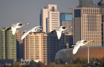 White swans fly to Yellow River wetland in Sanmenxia to spend winter