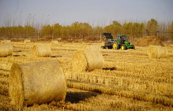 Farmers pack straw in field in north China's Hebei