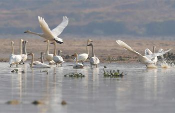 Swans seen over Fuhe River in Nanchang, E China' Jiangxi