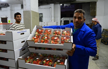 Israel allows export of limited strawberry shipments from Gaza Strip to European markets