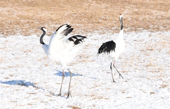 Red-crowned cranes seen at Zhalong National Nature Reserve of Heilongjiang