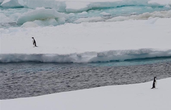 Xuelong 2 comes across polar animals in Southern Ocean