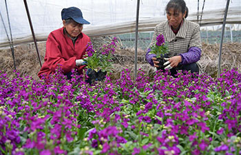 Flower planting helps increase farmers' incomes in China's Nanchang