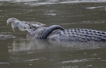 Saltwater crocodile seen in Palu, Indonesia