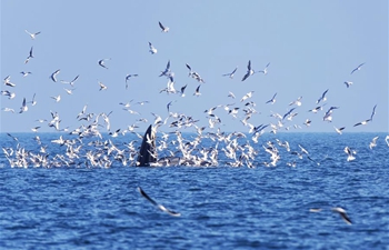 In pics: Bryde's whales in Guangxi
