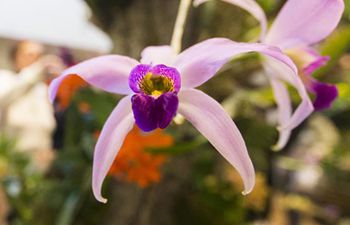 Orchid show held at Toronto Botanical Garden