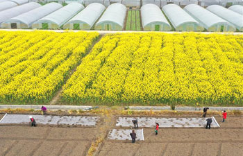Spring ploughing underway in many areas of China amid COVID-19 fight