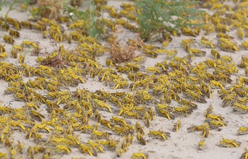 Pakistan suffers severe desert locust attack