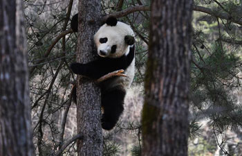 Giant pandas play in Foping County, NW China