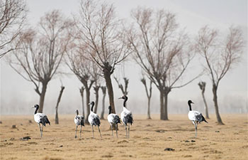 Black-necked cranes seen in Shannan, China's Tibet